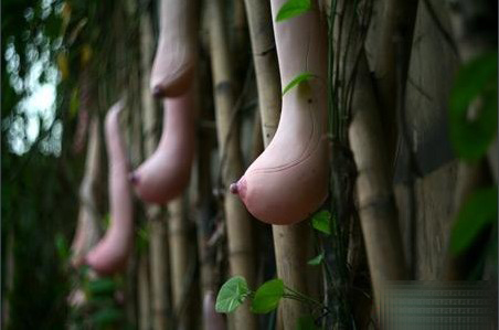 诡异逼真的越南乳瓜你见过吗？（组图）