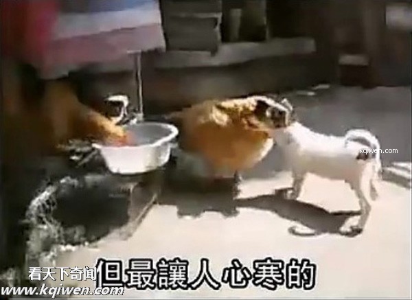 好色小狗，光天化日蹂躏鸡(组图)