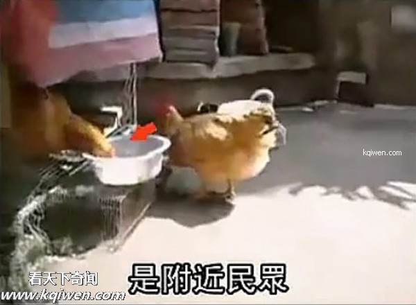 好色小狗，光天化日蹂躏鸡(组图)