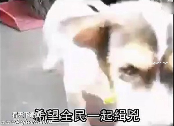 好色小狗，光天化日蹂躏鸡(组图)
